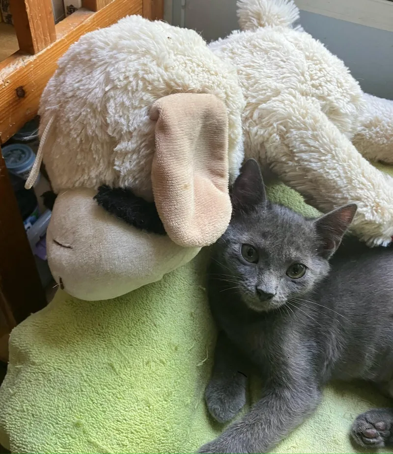 A baby medium-sized female Gray / Blue / Silver Domestic Short Hair cat named Friday for adoption in Homestead, FL