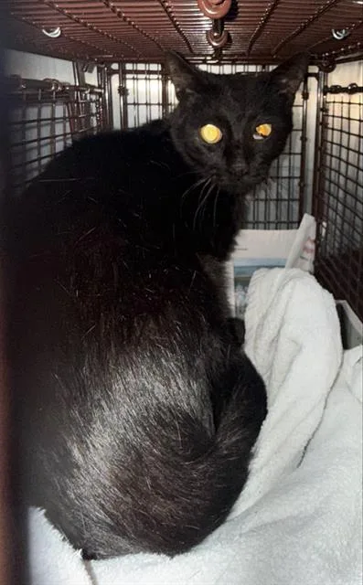 An adult small-sized male Domestic Short Hair cat named Captain Black for adoption in San Antonio, TX