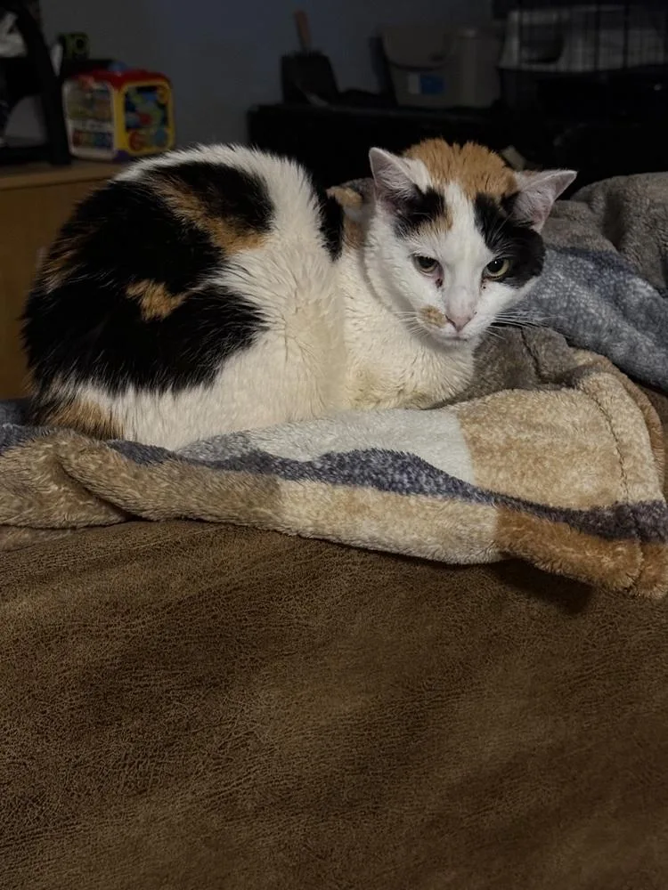 An adult medium-sized female Domestic Short Hair cat named Charlotte for adoption in Deltona, FL