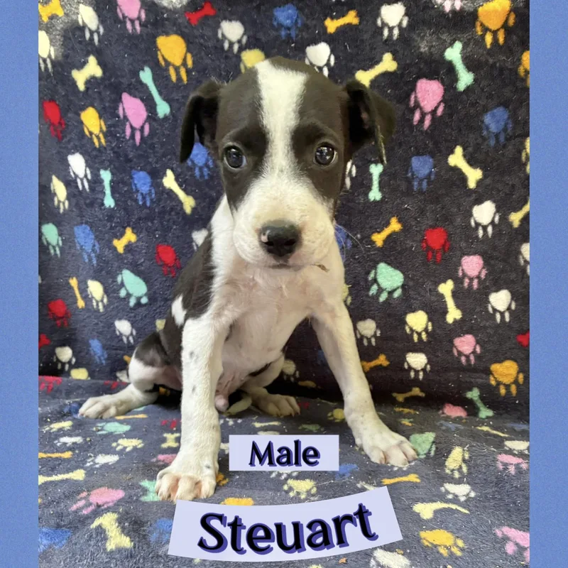 Steuart thumbnail 2
