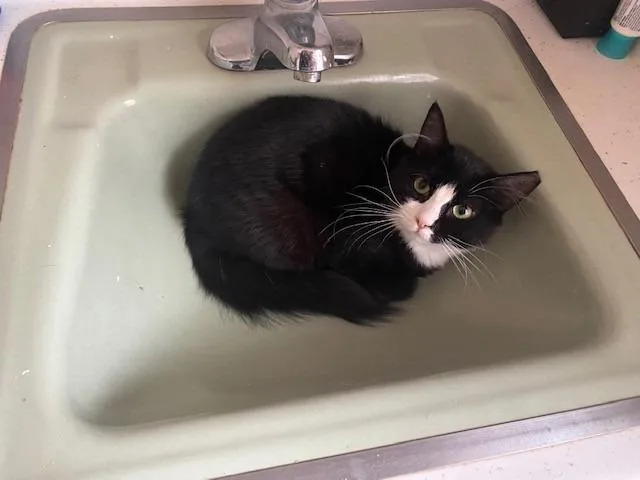 An adult medium-sized female Domestic Long Hair cat named Jack for adoption in Windsor, CT