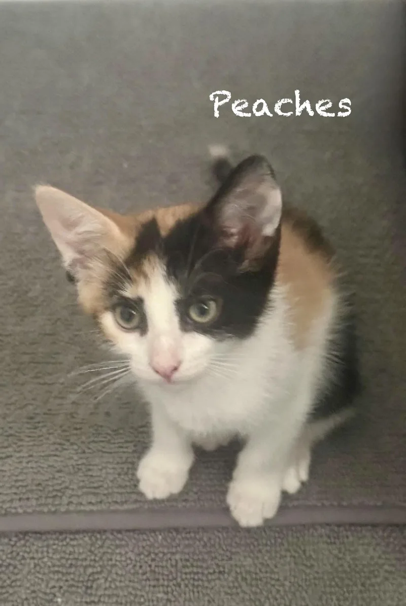 Patches  Maddie  thumbnail 3