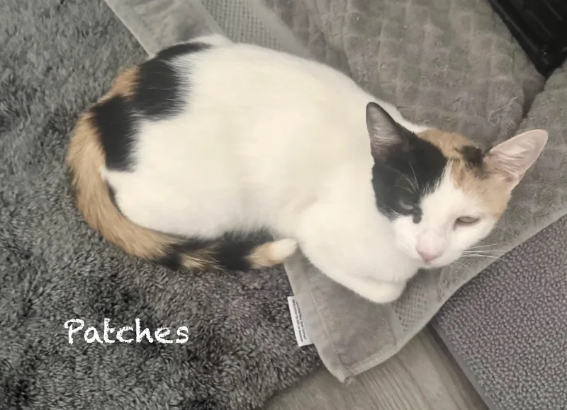 Patches  Maddie  thumbnail 4
