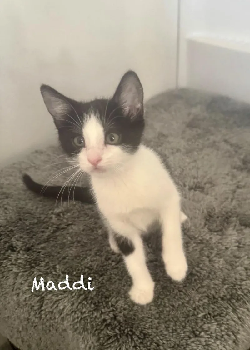 Patches  Maddie  thumbnail 5