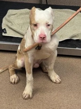A young medium-sized male Mixed Breed dog named Plasma for adoption in Chamblee, GA
