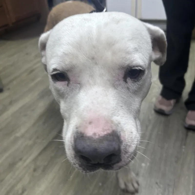 An adult medium-sized male Gray / Blue / Silver Mixed Breed dog named Smokey for adoption in Summerville, SC