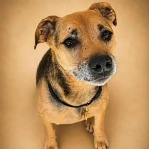 A senior medium-sized male Bicolor Beagle dog named Buster for adoption in Verona, NJ