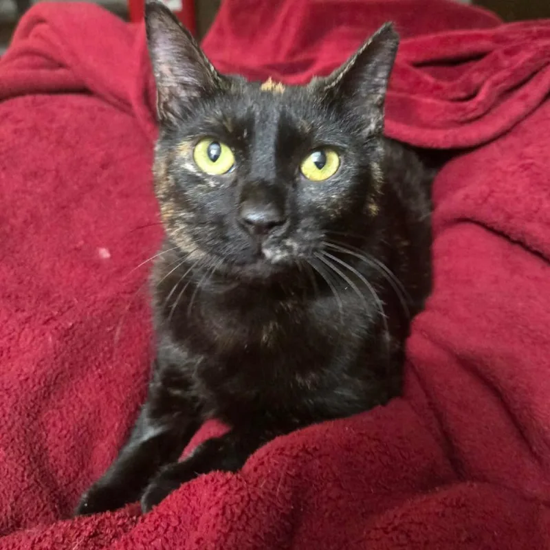 Hobo Bluffar thumbnail 2