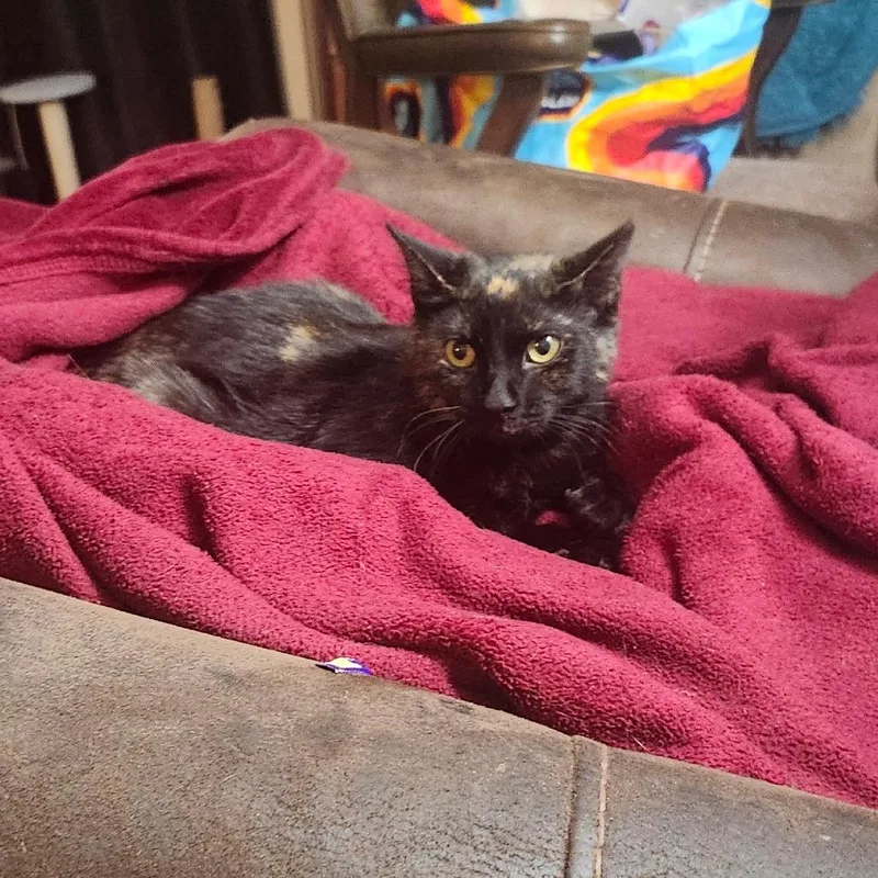 Hobo Bluffar thumbnail 3