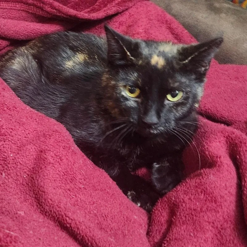 Hobo Bluffar thumbnail 4