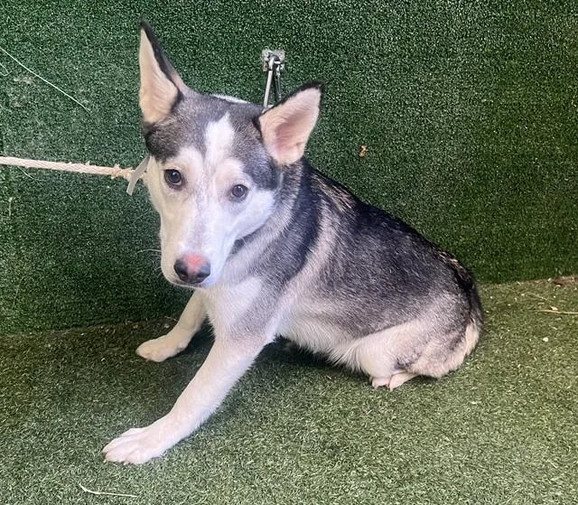 A young large-sized female German Shepherd Dog dog named Linney for adoption in Lancaster, CA