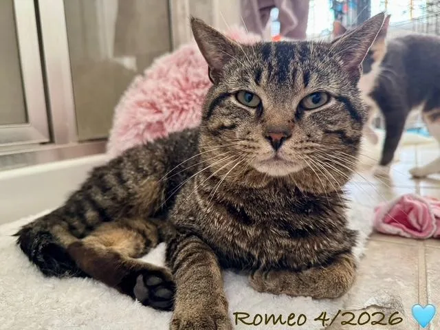 A young medium-sized male Tabby (Brown / Chocolate) Tabby cat named Romeo for adoption in Woodbridge, VA