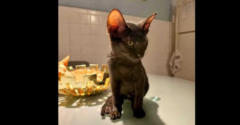 A baby small-sized male Black Domestic Short Hair cat named Shuri for adoption in Naranjito, PR