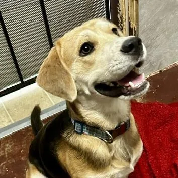 An adult medium-sized male Mixed Breed dog named Howie for adoption in Poplar Bluff, MO