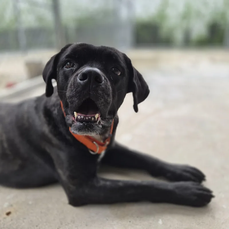 An adult medium-sized male Brindle Boxer dog named Victor for adoption in Cornelius, NC