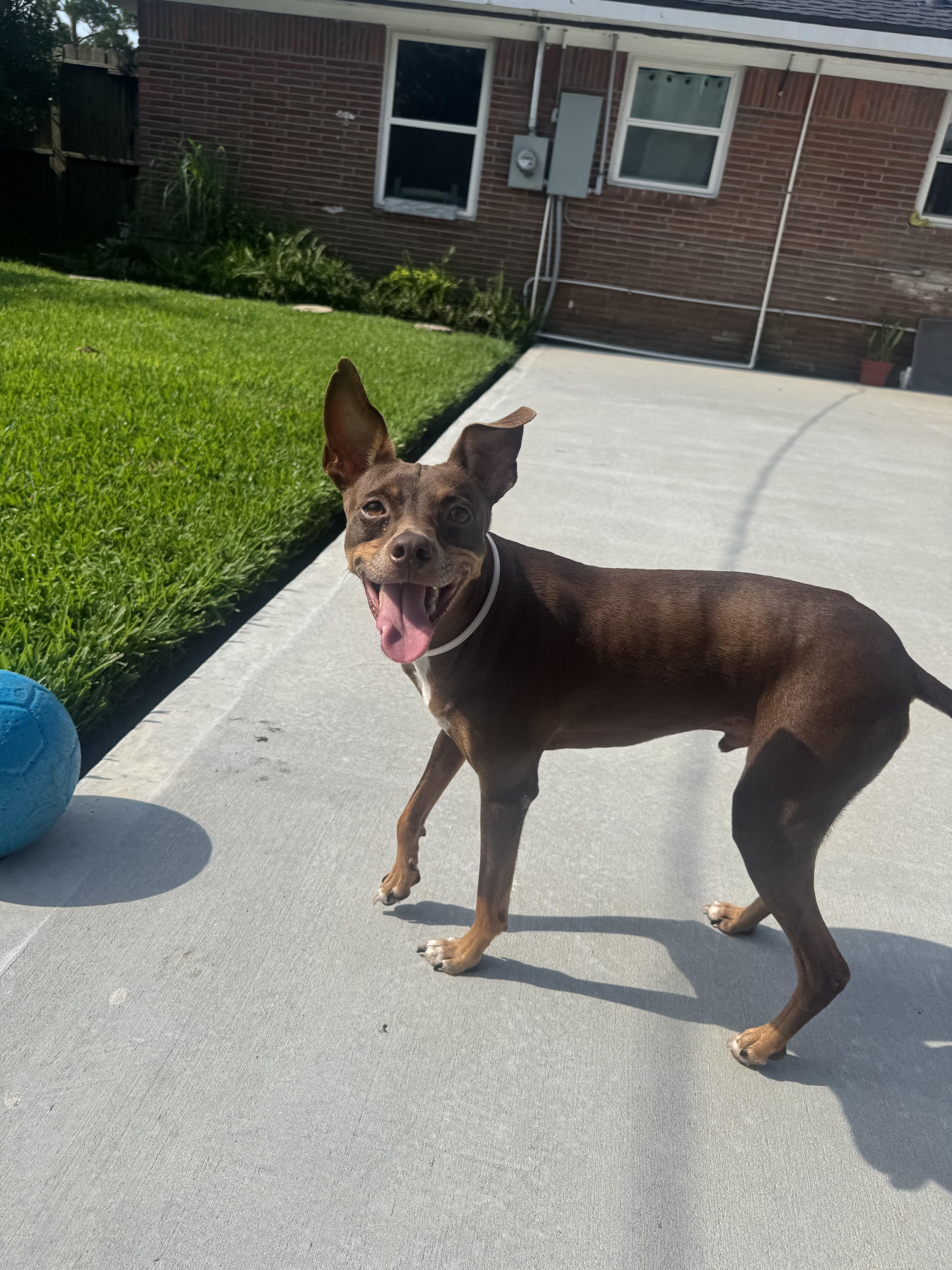 An adult small-sized male Brown / Chocolate Miniature Pinscher dog named Sinatra for adoption in PITTSBURGH, PA