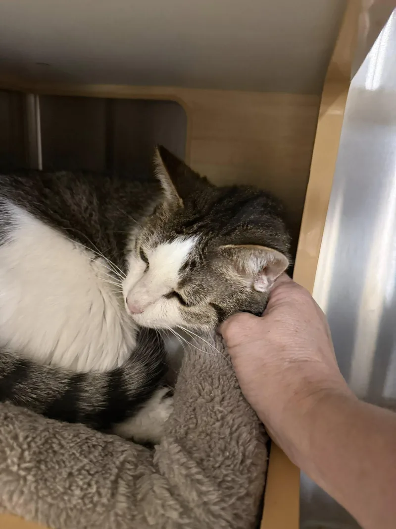 Luna Aka Lt Leslie thumbnail 4