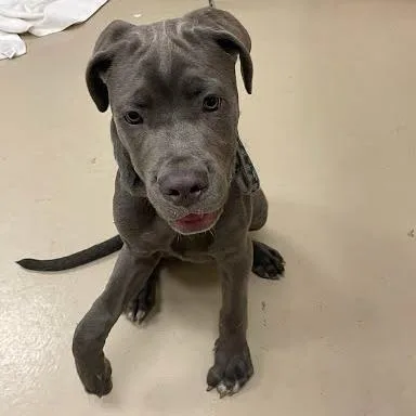 A baby extra large-sized female Gray / Blue / Silver Mastiff dog named Molly Malone for adoption in Austin, TX