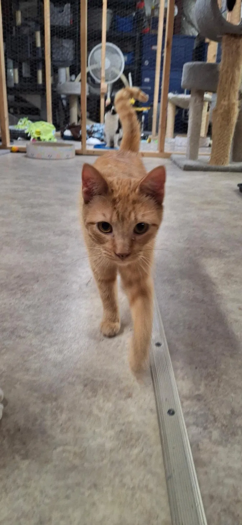An adult small-sized male Tabby (Orange / Red) Domestic Short Hair cat named Patrick for adoption in Faribault, MN