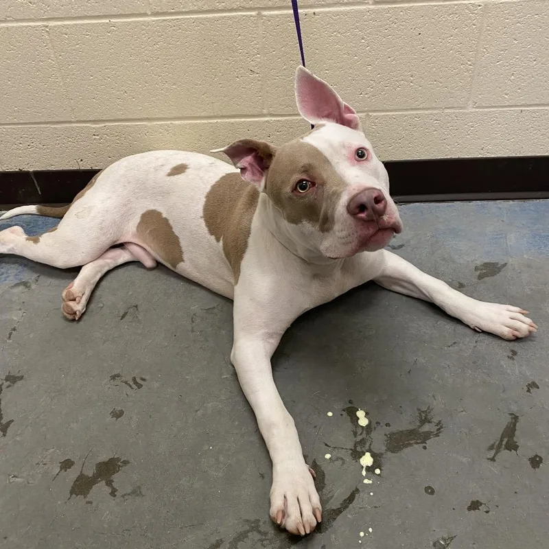 An adult medium-sized male White / Cream Mixed Breed dog named Panini for adoption in Memphis, TN