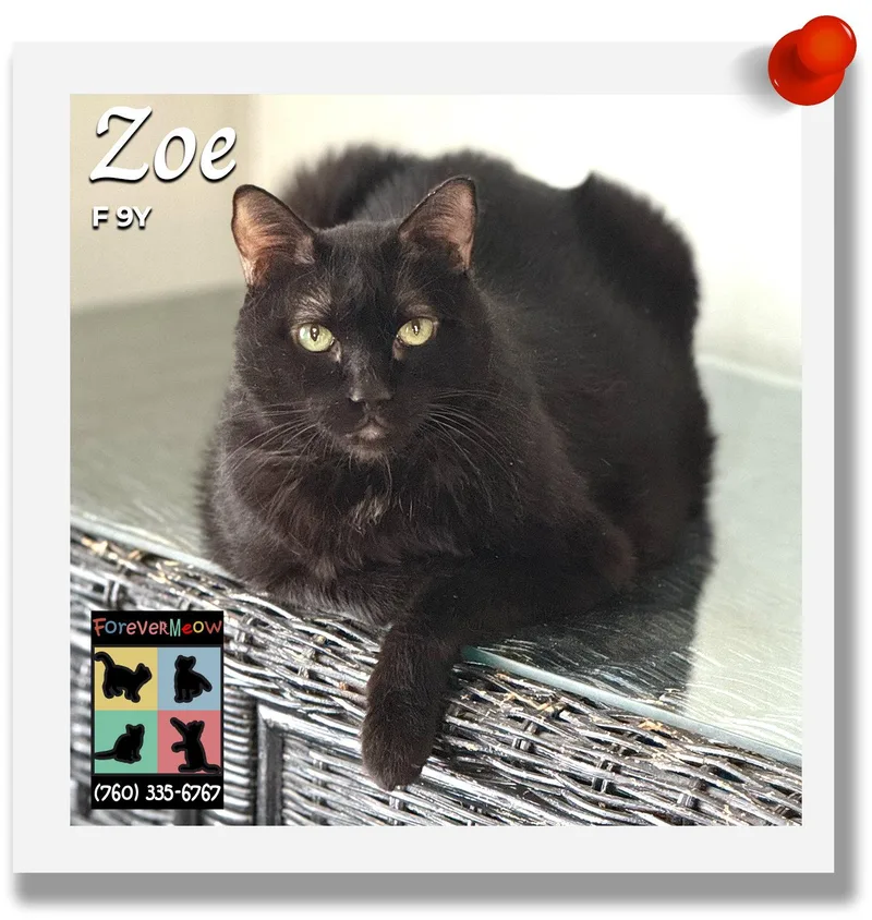 An adult medium-sized female Black Domestic Short Hair cat named Zoe for adoption in Palm Desert, CA