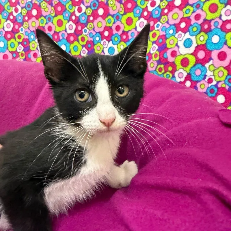 A baby small-sized male Black Domestic Short Hair cat named Hoot for adoption in Deerfield, IL