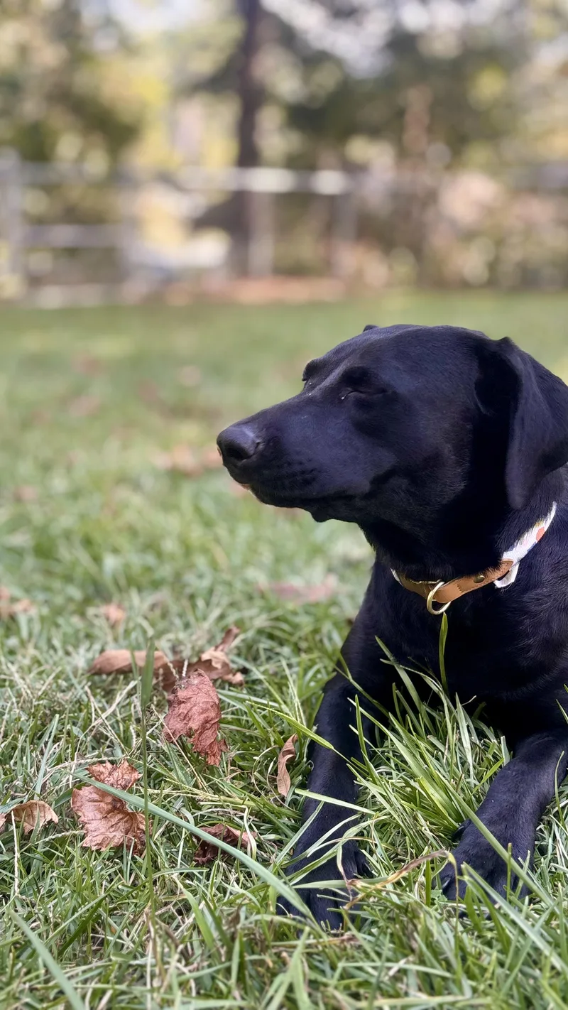 Josie