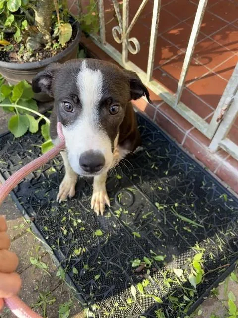 A young small-sized male Labrador Retriever dog named Popeye for adoption in Miami, FL