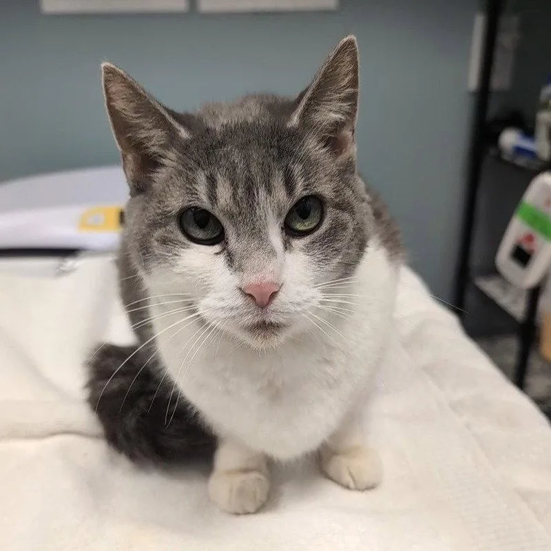 A young medium-sized female Gray & White Domestic Short Hair cat named Babe for adoption in New Castle, DE