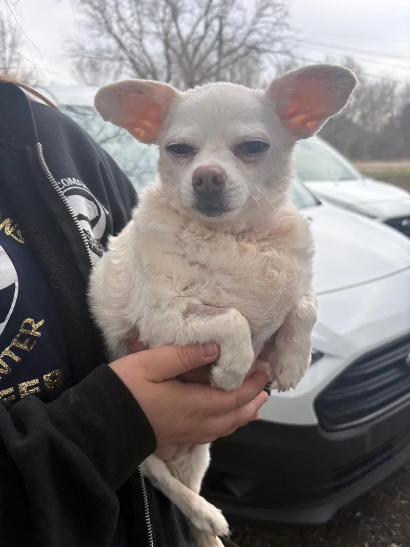 A senior small-sized female Chihuahua dog named Marshmellow for adoption in Oxford, MI