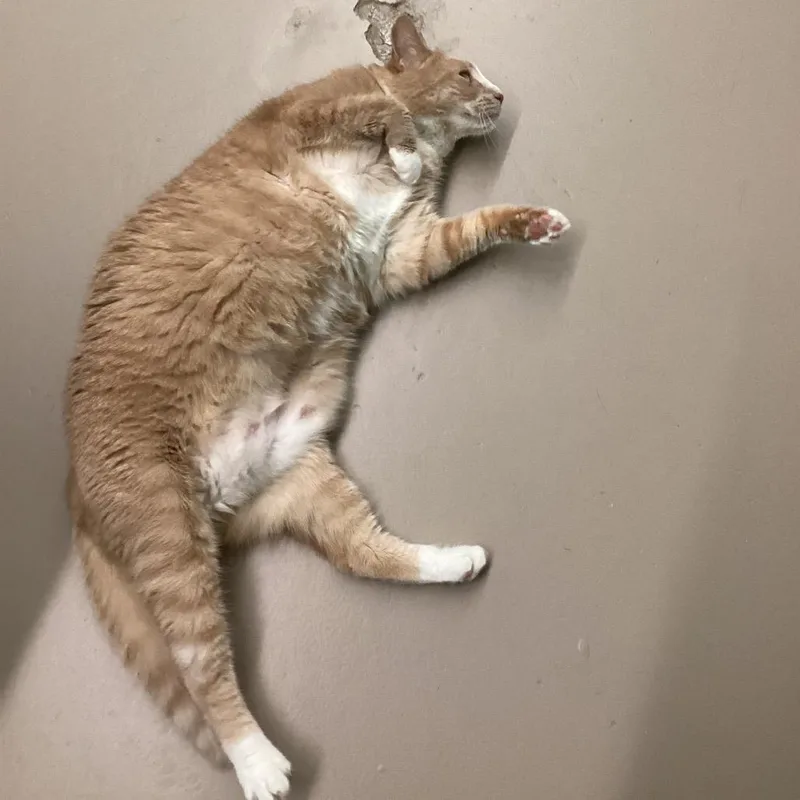 An adult large-sized female Buff / Tan / Fawn Domestic Short Hair cat named Coral for adoption in Pittsford, VT