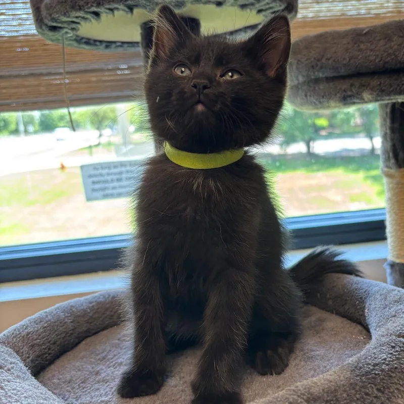 A baby small-sized male Black Domestic Short Hair cat named Clover for adoption in Naperville, IL