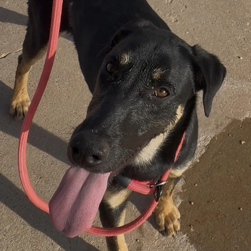 A young medium-sized female Bicolor Doberman Pinscher dog named Lilly for adoption