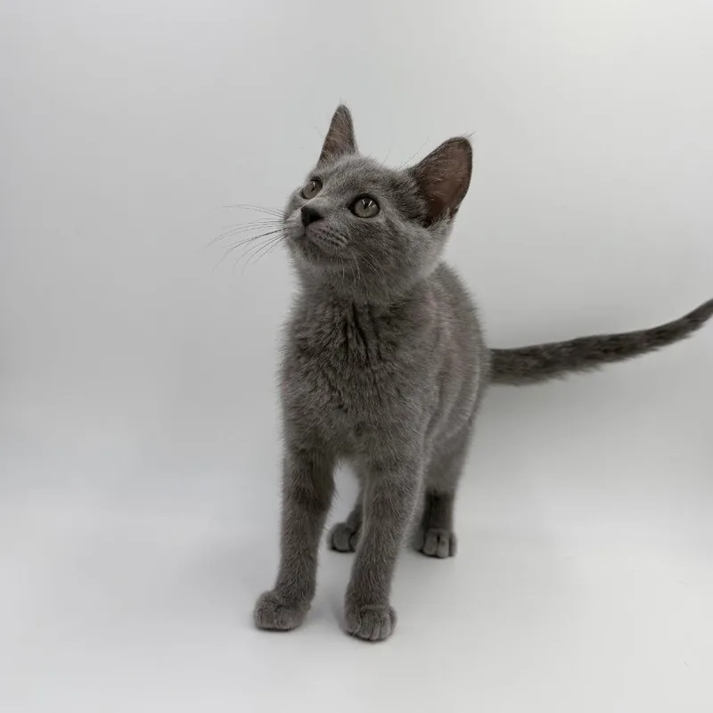 A baby medium-sized female Domestic Short Hair cat named Orange Blossom for adoption in State College, PA
