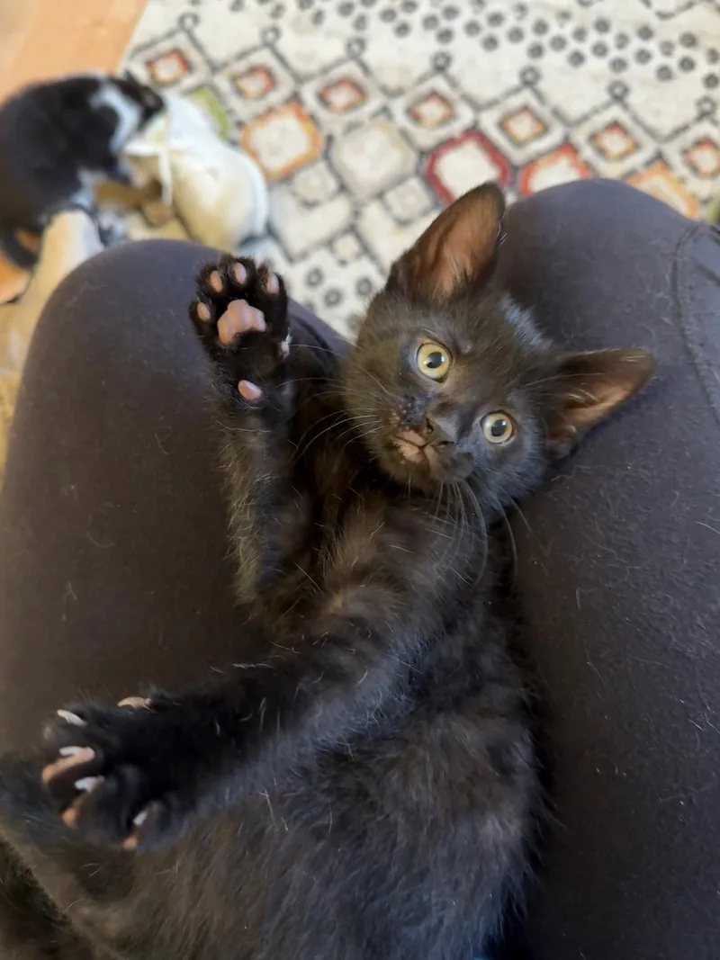 A baby medium-sized female Black Domestic Short Hair cat named Zelda for adoption in Harrisburg, PA