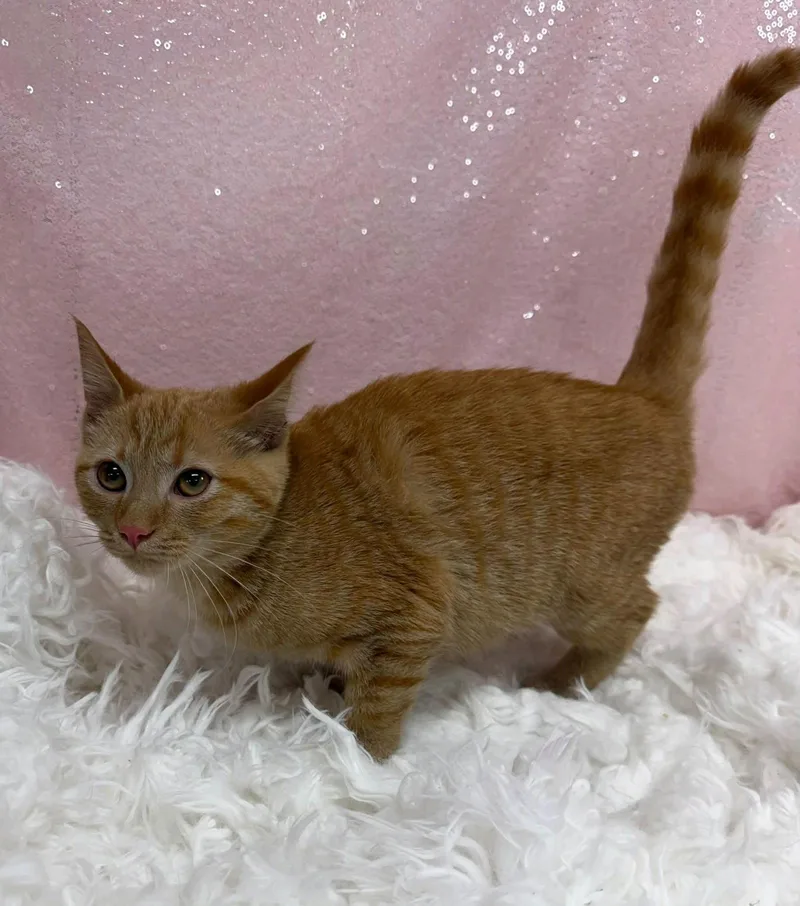 A young medium-sized female Orange / Red Domestic Short Hair cat named Kiwano for adoption in Clarkesville, GA