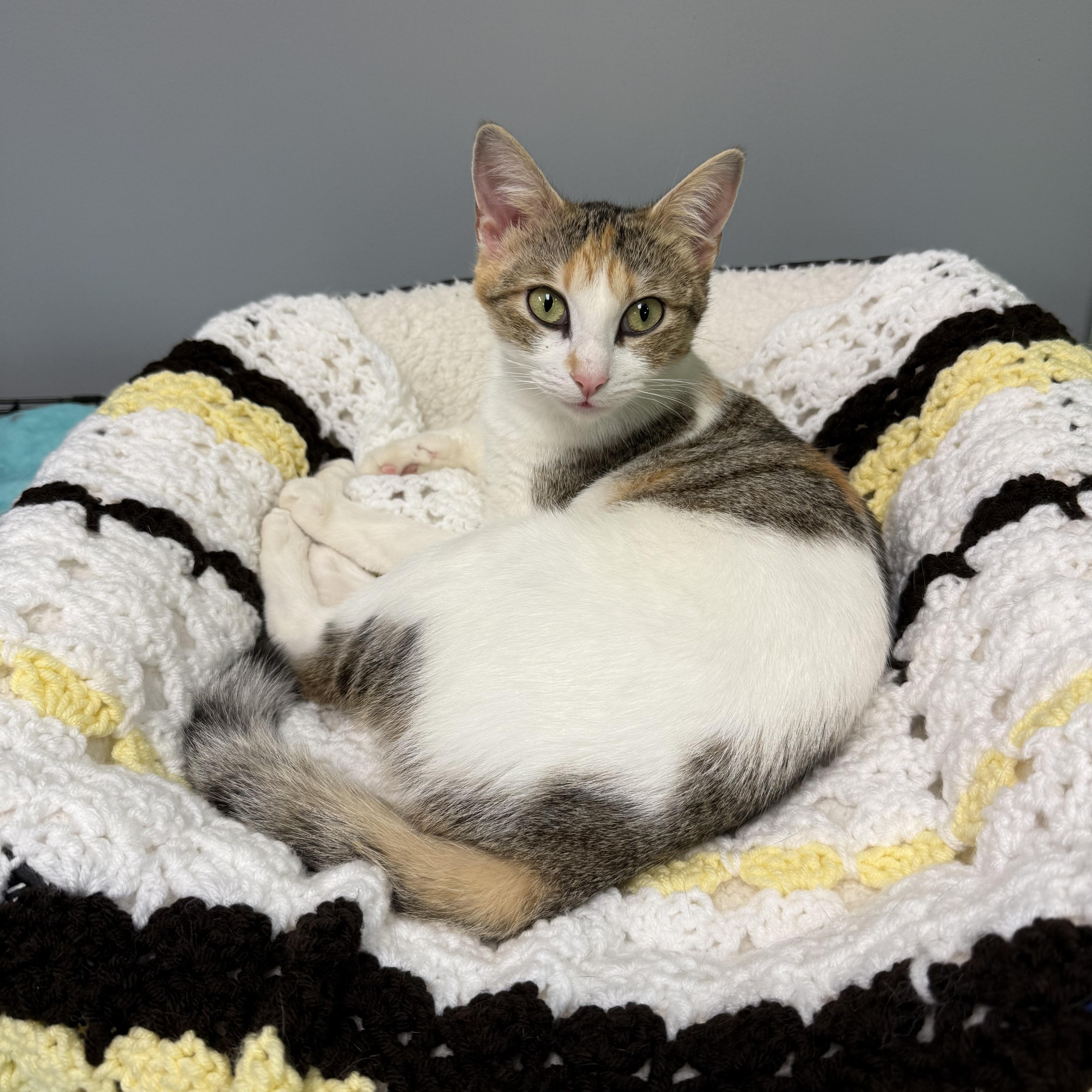 An adult medium-sized female Calico Domestic Short Hair cat named Azalea for adoption in Hamburg, NY