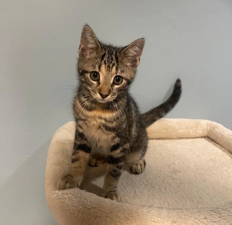 A baby medium-sized female Torbie Domestic Short Hair cat named Meadow for adoption in Clayton, NJ