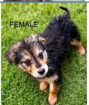 A baby medium-sized female Terrier dog named Annie for adoption in West Bloomfield, MI