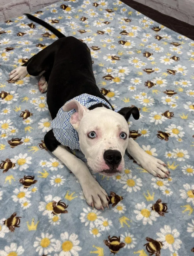 A young medium-sized male Mixed Breed dog named Beppe for adoption in Detroit, MI