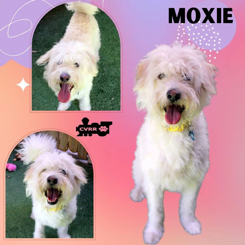 Moxie