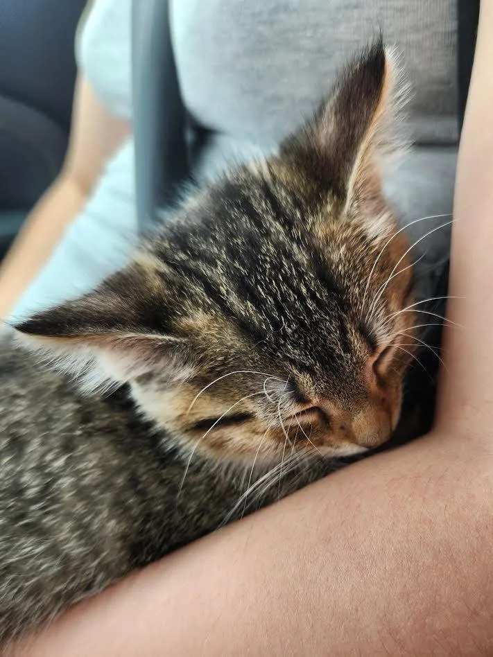A baby medium-sized female Tabby (Buff / Tan / Fawn) Domestic Short Hair cat named Peony for adoption in Columbia, MD