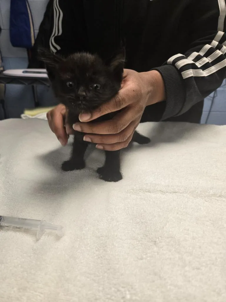 A baby large-sized male Extra-Toes Cat / Hemingway Polydactyl cat named Schroeder for adoption in Detroit, MI