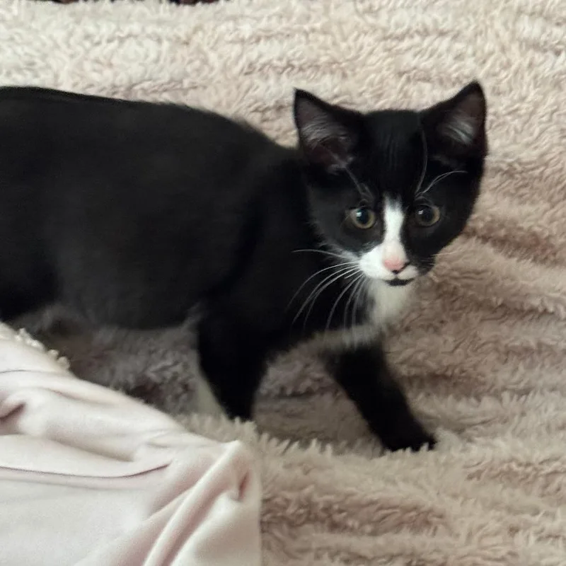 A baby small-sized male Black Domestic Short Hair cat named Blackbeard for adoption in Jupiter, FL