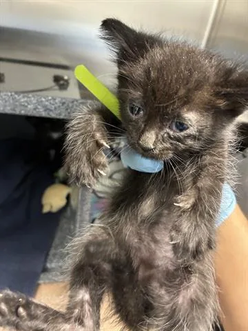 A baby small-sized male Domestic Short Hair cat named Galileo for adoption in San Martin, CA