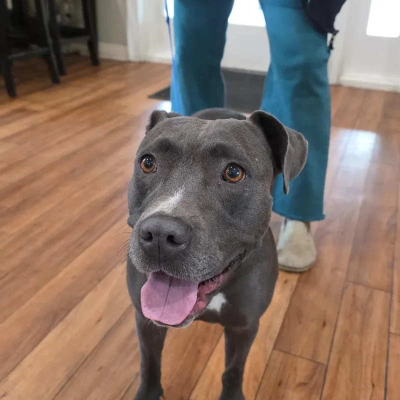 An adult medium-sized female Gray / Blue / Silver Mixed Breed dog named Story for adoption in Ojai, CA