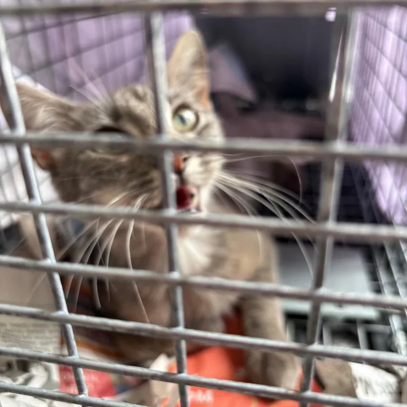 An adult medium-sized female Gray / Blue / Silver Domestic Short Hair cat named Violet GoldenVicary for adoption in Columbia, MO
