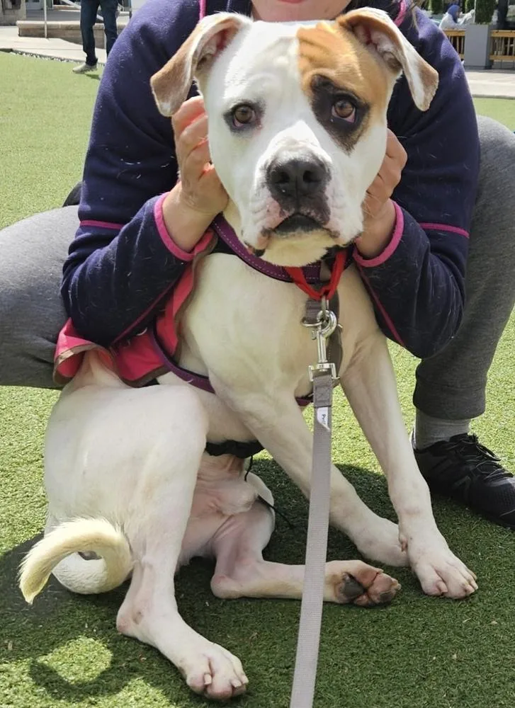 A young large-sized male American Bulldog dog named Bodhi for adoption in Washington, DC