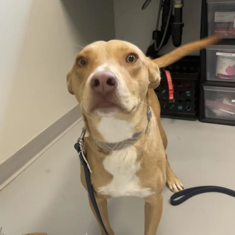 An adult medium-sized female Red / Chestnut / Orange Mixed Breed dog named Orangey for adoption in Torrey, UT