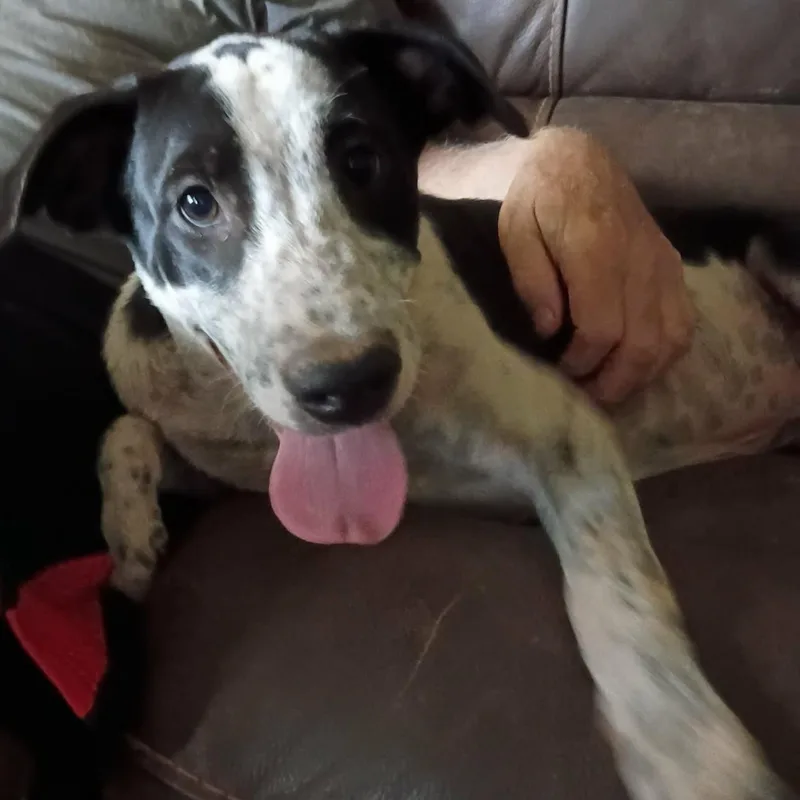 A baby medium-sized male Border Collie dog named Bootsie for adoption in Stuart, VA